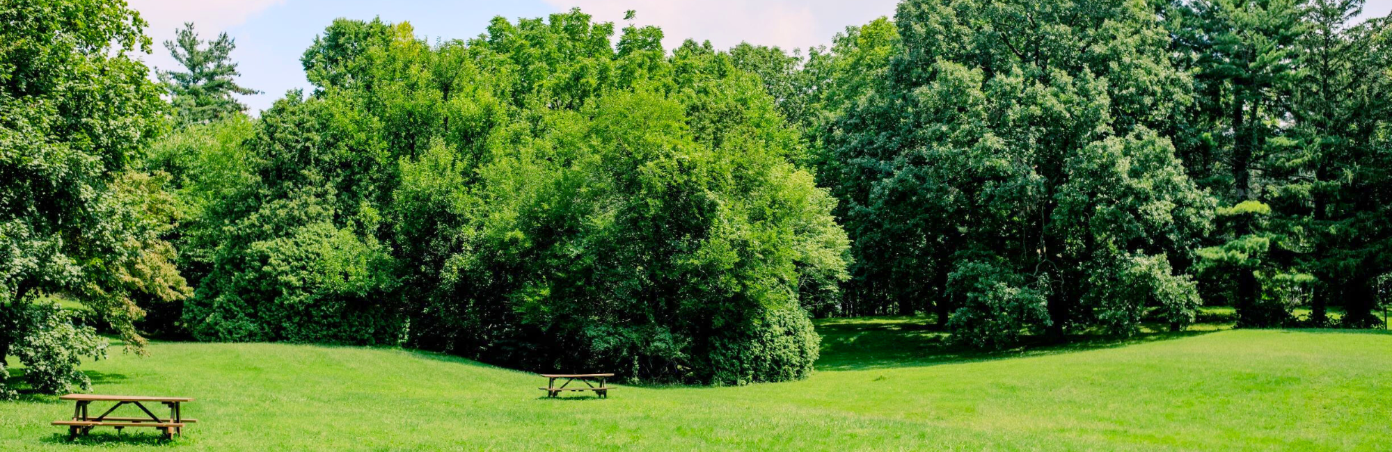 park with open green space, a picnic table, and a tree line in the distance