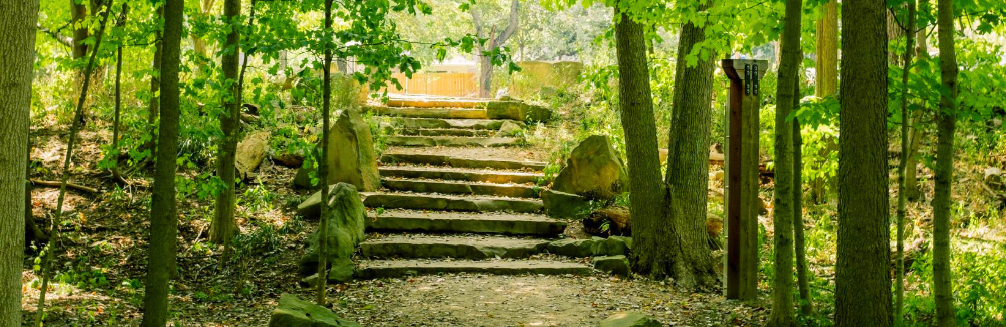 Park woods with rock steps up a small hill