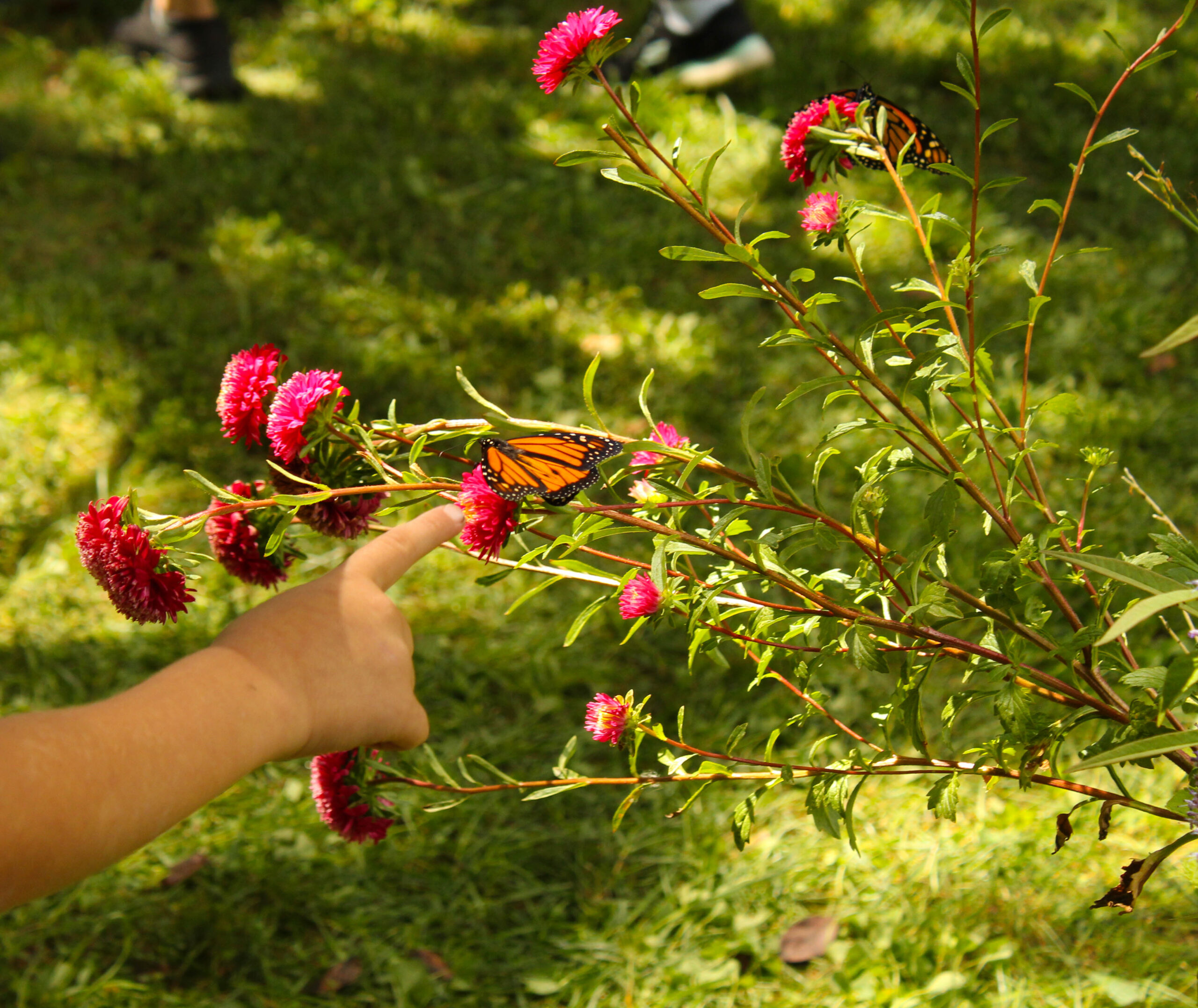 A child reaches towards an orange butterfly on a purple and green flower.
