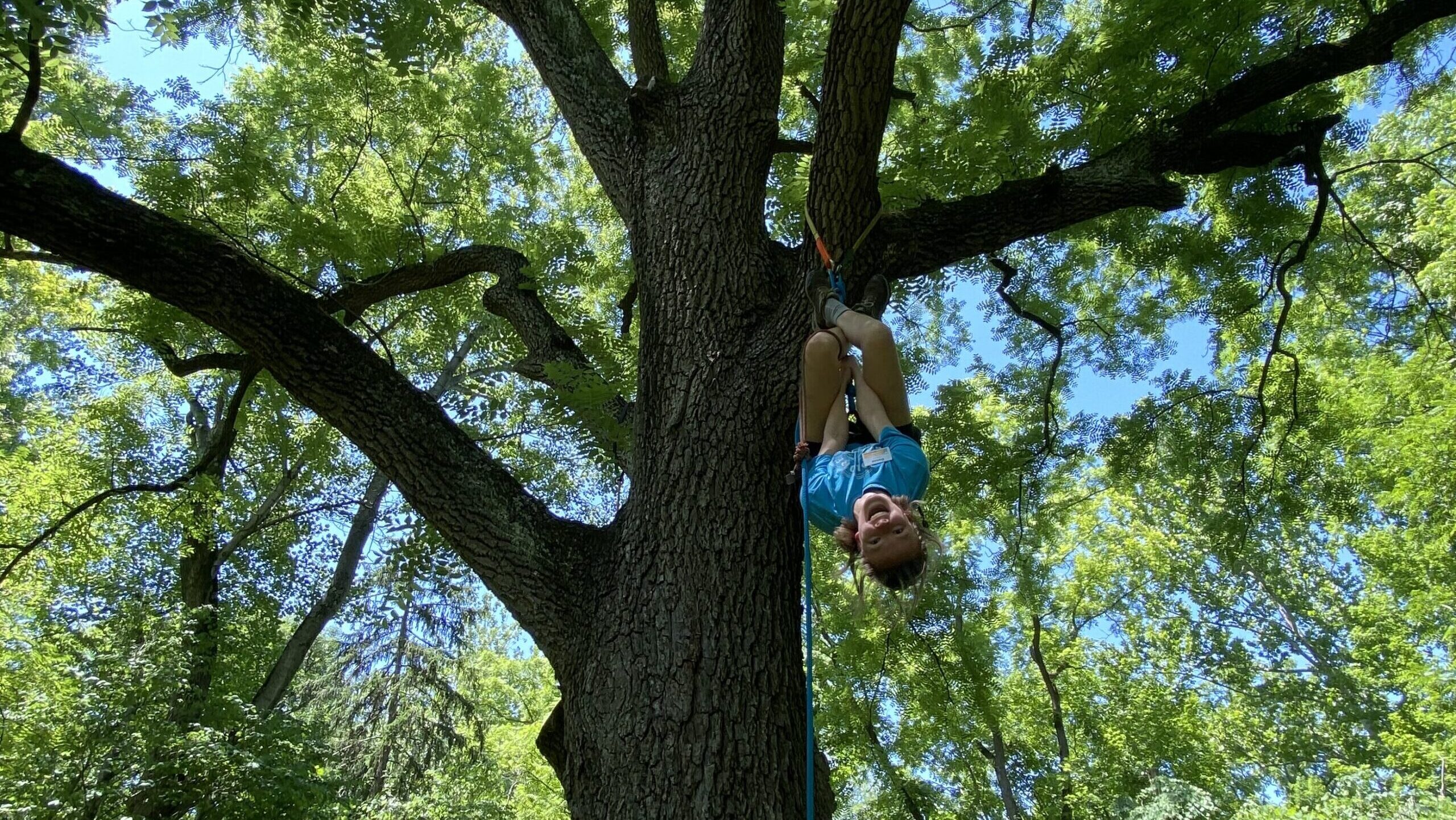 Indy Parks staff Donna Riner climbing large tree